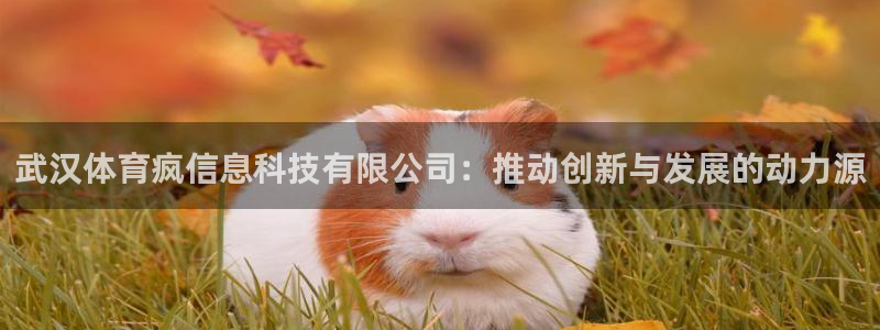 武汉体育疯信息科技有限公司：推动创新与发展的动力源